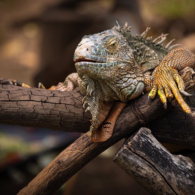 Animals of Chiang Mai Zoo