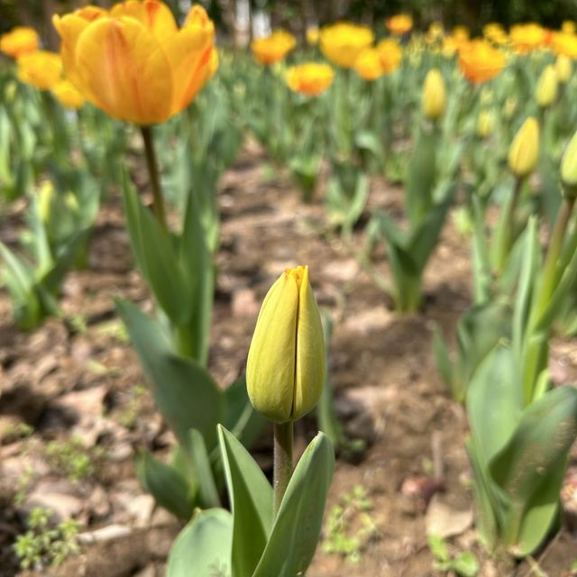 How many tulips are too many tulips? 