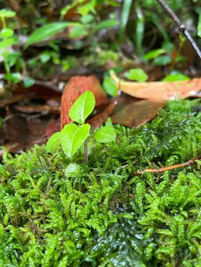 Longcangou Forest Park