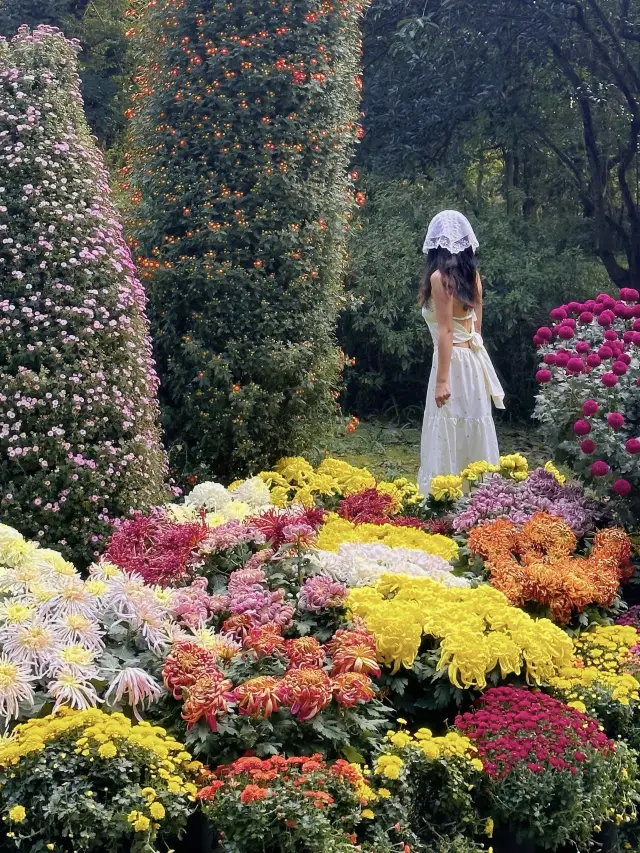 Autumn Monet Garden 🫧 Botanical Garden Chrysanthemum Exhibition 2023 latest strategy