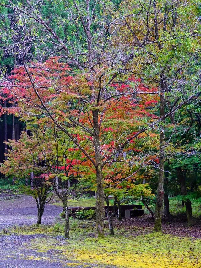 秋意濃，熊野古道正是秋意濃