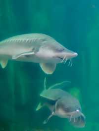 撫遠旅行｜這裡是屬於遠東小鎮的水族館