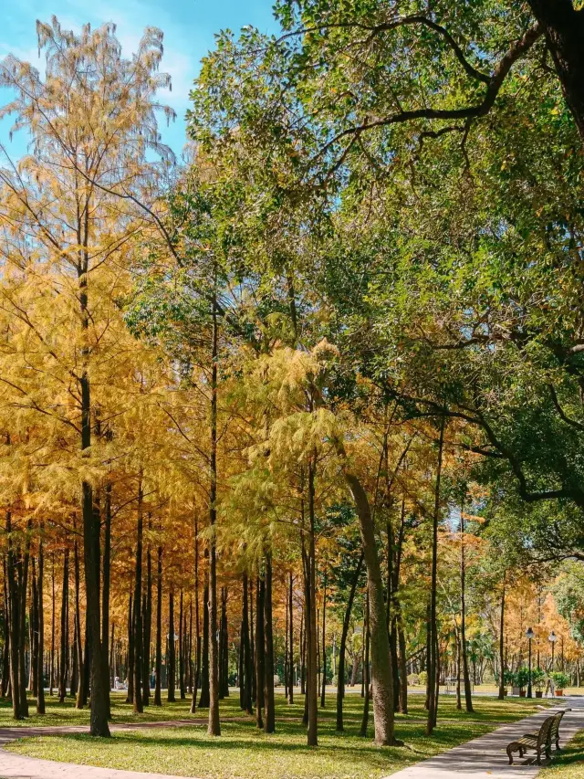 A stunning Metasequoia hidden in the bustling city, directly accessible by subway!