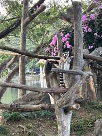 在清邁夜間動物園打卡，親密接觸可愛的動物