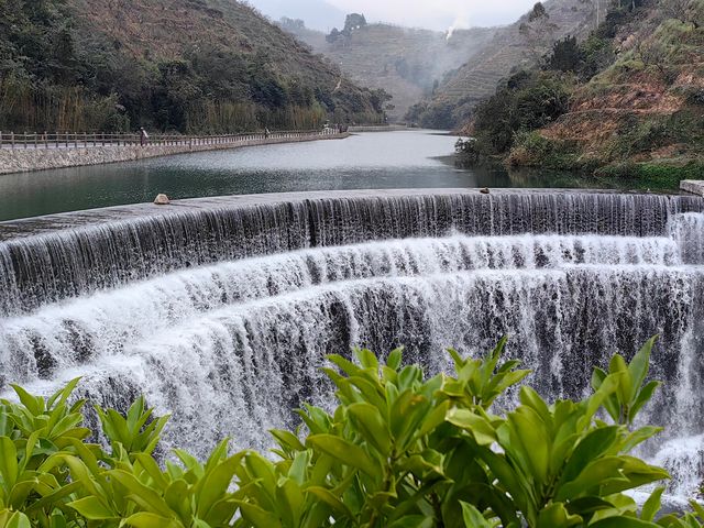 這是“三華李”的產地