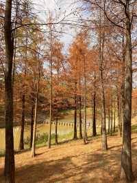 比油畫還美深圳醉美落羽紅杉