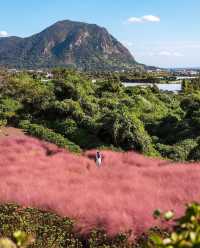 探索濟州島魅力之旅！驚艷的粉紅山谷MANOR BLANC