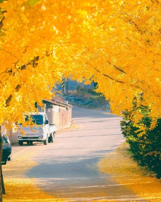 🍁이제 곧 다가올 노랑노랑 세상!