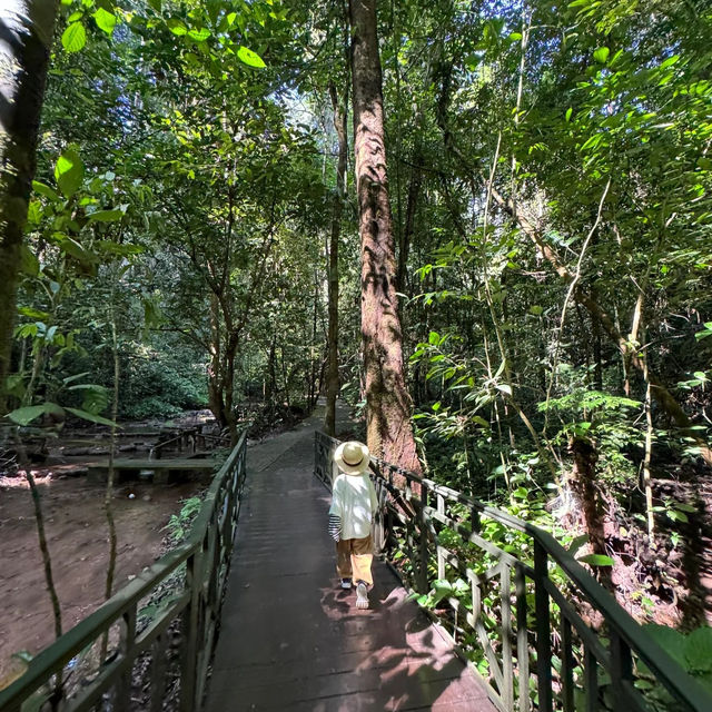 休閒遊，勐臘縣望天樹熱帶雨林國家公園