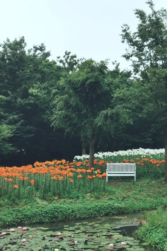 Shanghai Park | Flowers bloom in Shanghai Ecological Park