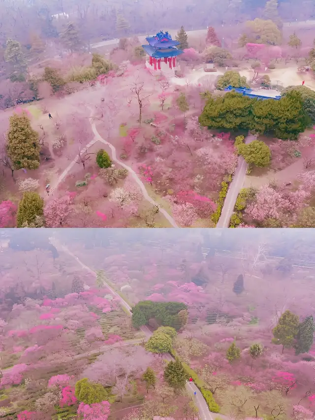 這個二月，你一定要來南京梅花山看一次梅花!