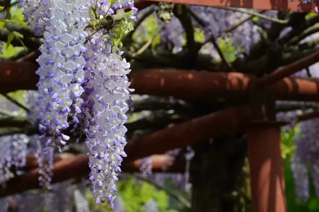 National Series 144 Shanghai Wisteria Garden