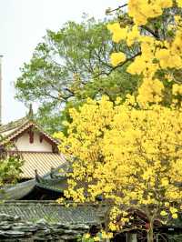 太開心了，光孝寺裡居然也有黃花風鈴木