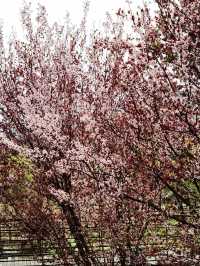 【多彩貴州】薏品田園(一):春到人間草木知