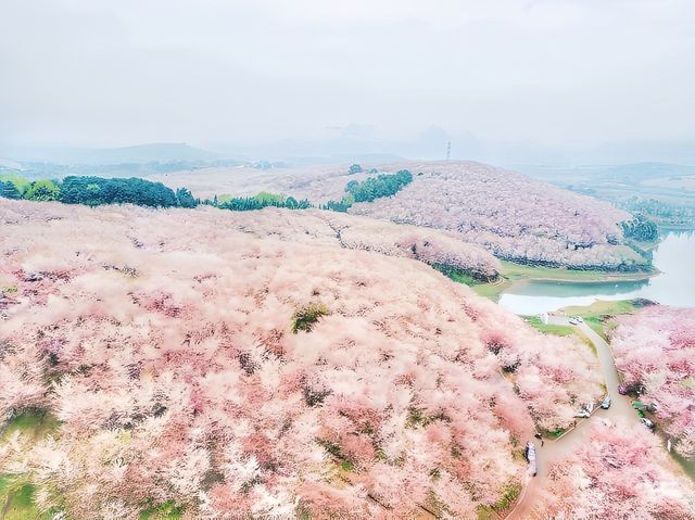 2024年我們一起去貴州看櫻花