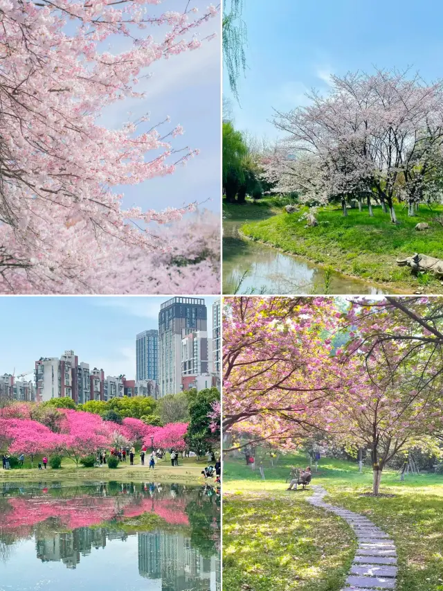 3월의 우한은 직접 신을 봉하고 2024년 최신 최고의 벚꽃 구경 가이드를 제공합니다