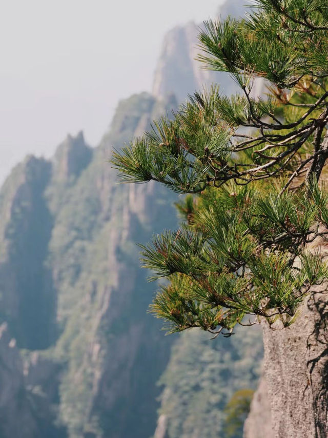 此時的黃山像一幅潑墨山水畫，你確定不來嗎