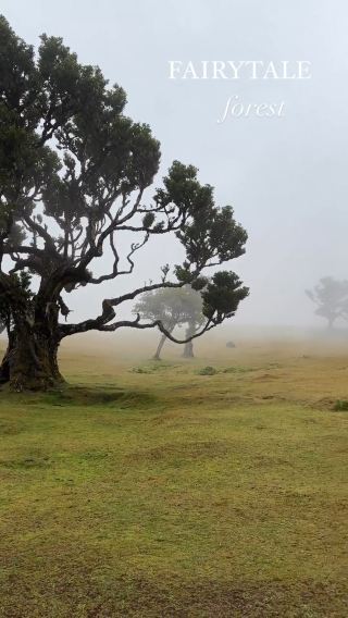 Discover the Enchanting Magic of Madeira's Forests" 🌳