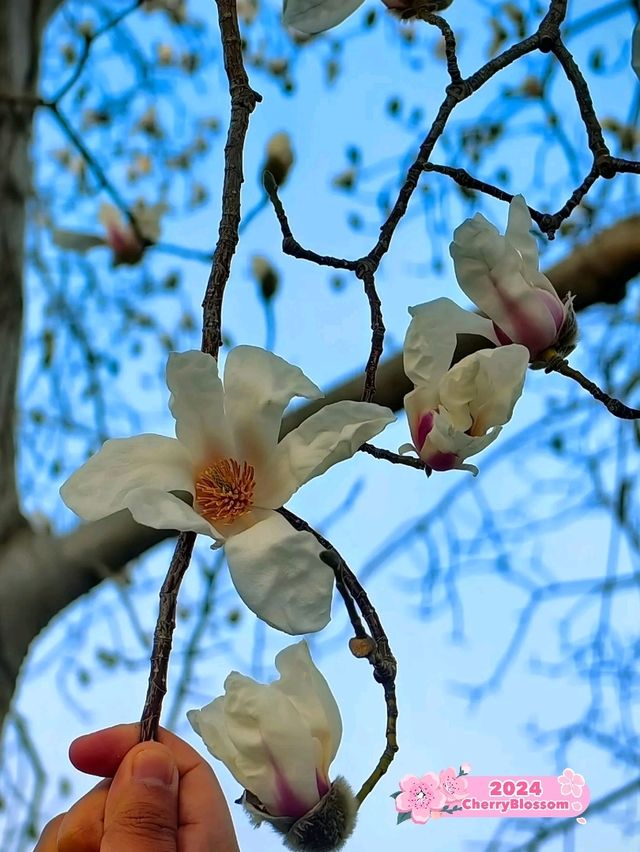 Flowery Whispers of Spring