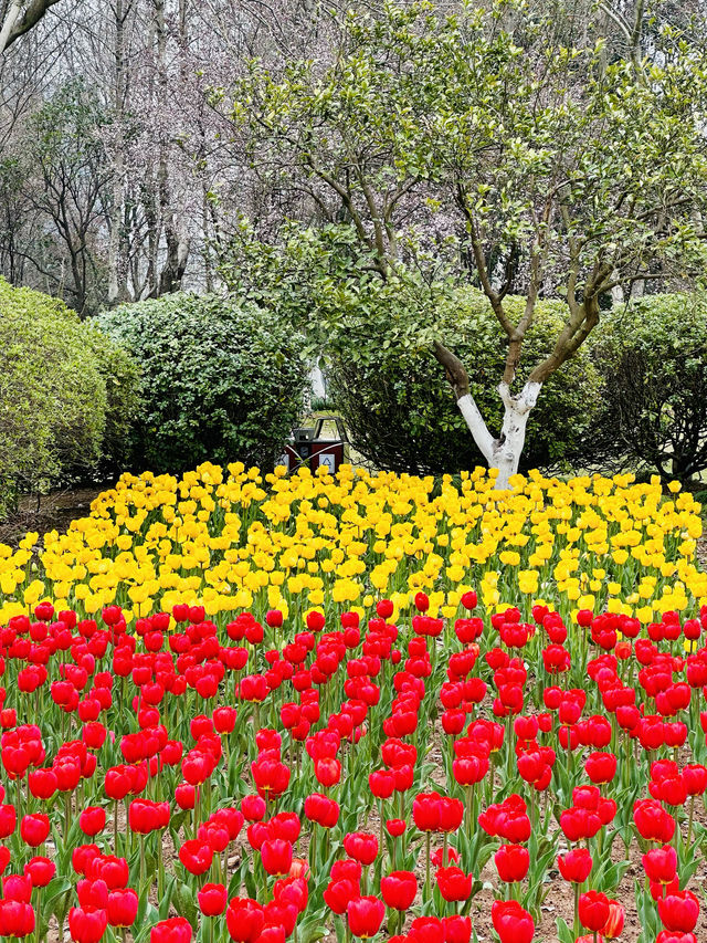 城市公園圖鑑|南商白領的福利，鄞州公園賞鬱金香，看攝影展