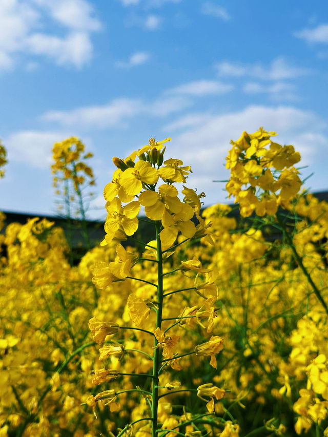 柳江光明寺｜四川最美的油菜花