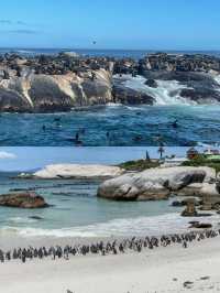 南非熱門城市：開普敦遊玩指南【賞山觀海看企鹅】