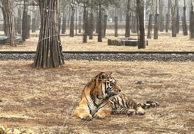 第一次來秦皇島野生動物園看這篇就夠了