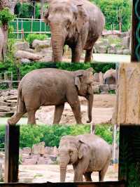 上海野生動物園：小熊貓太可愛啦日行2W步打卡