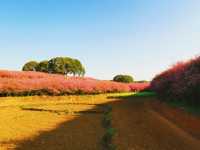 清鎮右二村海棠花盛開，值得去