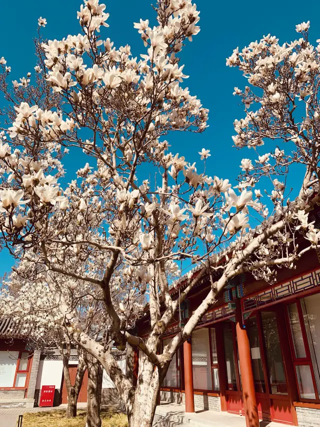 京都の花見の秘境、今来なければまた一年待たなければなりません