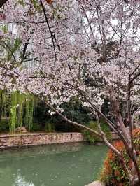 鄭州人民公園賞花——在春天感受美好