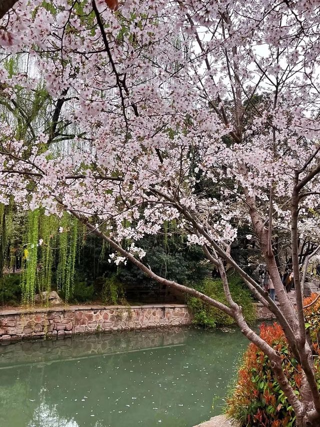 鄭州人民公園賞花——在春天感受美好
