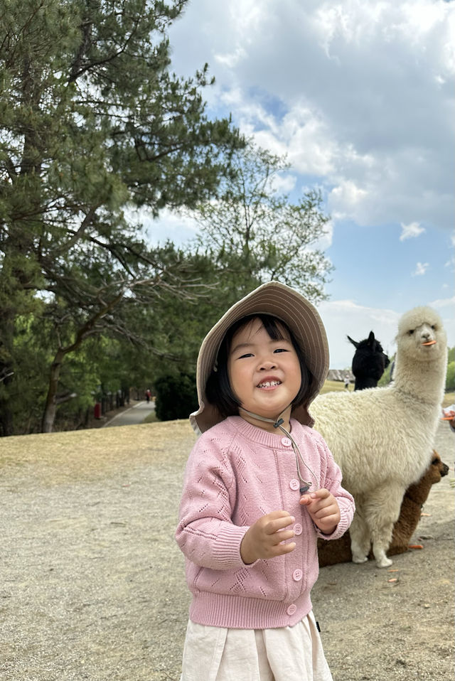 親子打卡｜大理蒼海雲上草原 拍照遛娃寶地