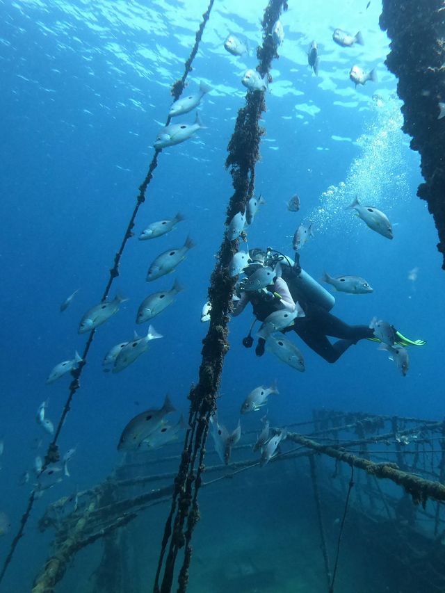 來陵水不潛水等於白來！探索分界洲島海底秘境