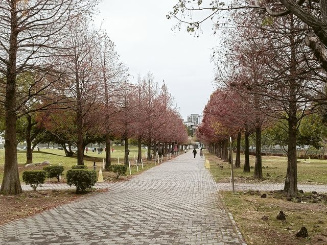 台中北屯黃色，粉色風鈴花