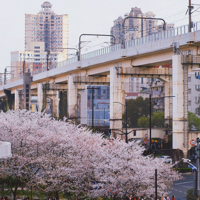 Cherry blossom view points in Shanghai 