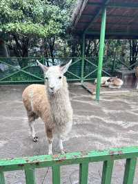 0元攜娃去杭州野生動物園！