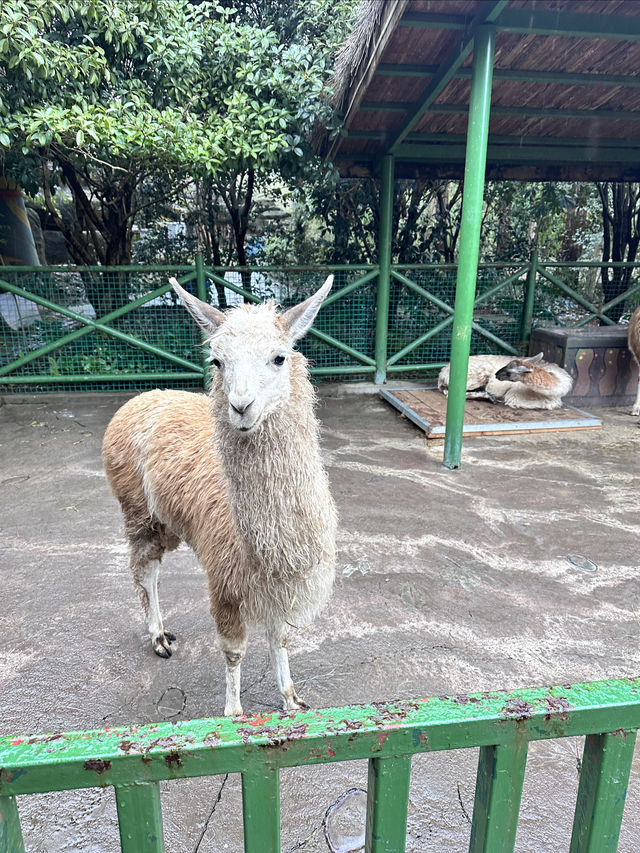 0元攜娃去杭州野生動物園！