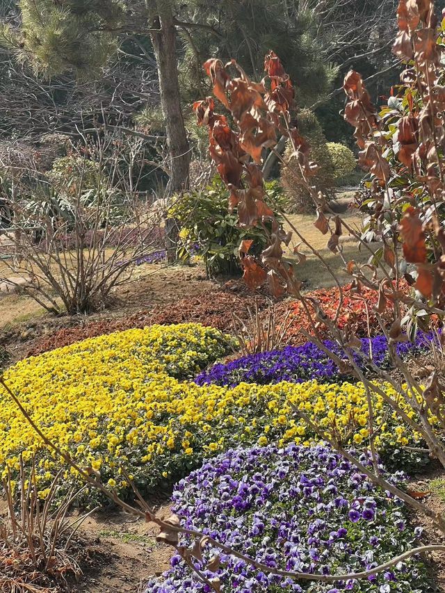 青島賞花好去處，人少景美的百花園首當其衝！