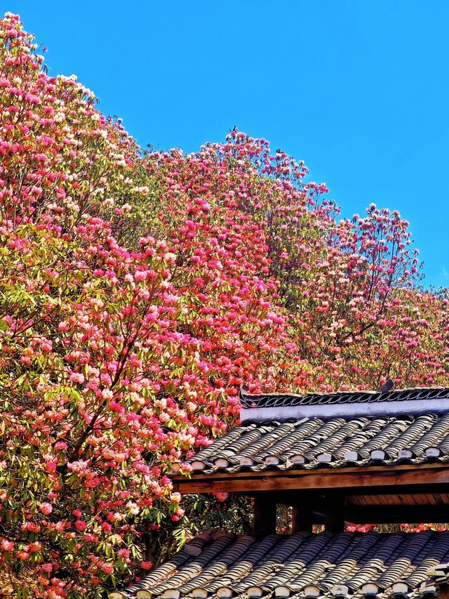 你聽奢香夫人，就知道百里杜鵑不凋落