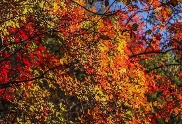 向南向北！西安周邊賞秋看紅葉目的地攻略！