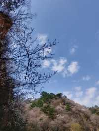 湖門村漫山桃花朵朵開！！