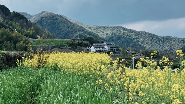 覆卮山下，油菜花開