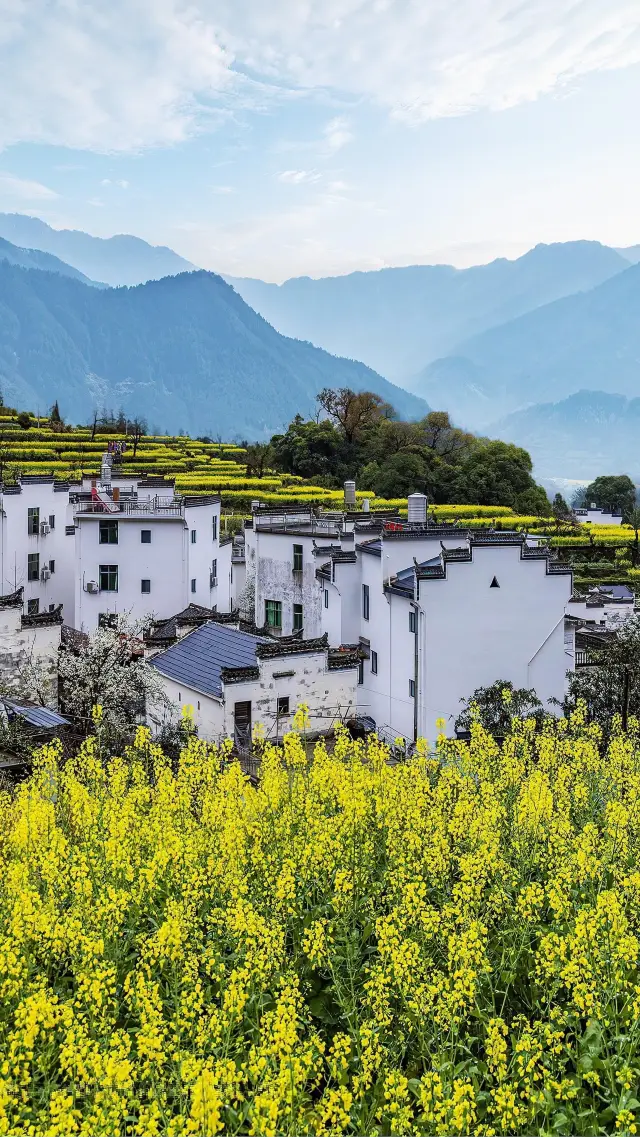 2024 Wuyuan Travel Guide, you must see the rapeseed flowers!