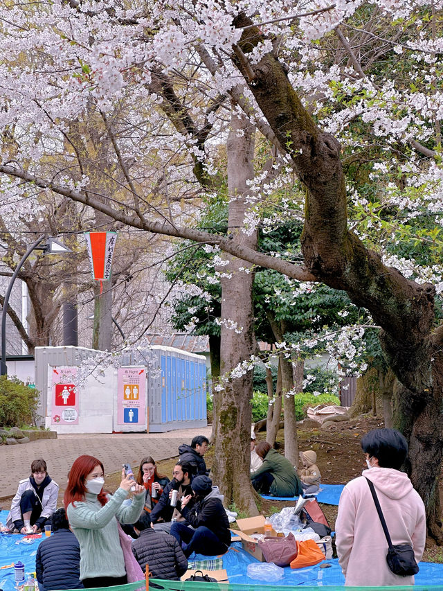 東京傳統賞櫻勝地，名單裡怎麼能少了它！