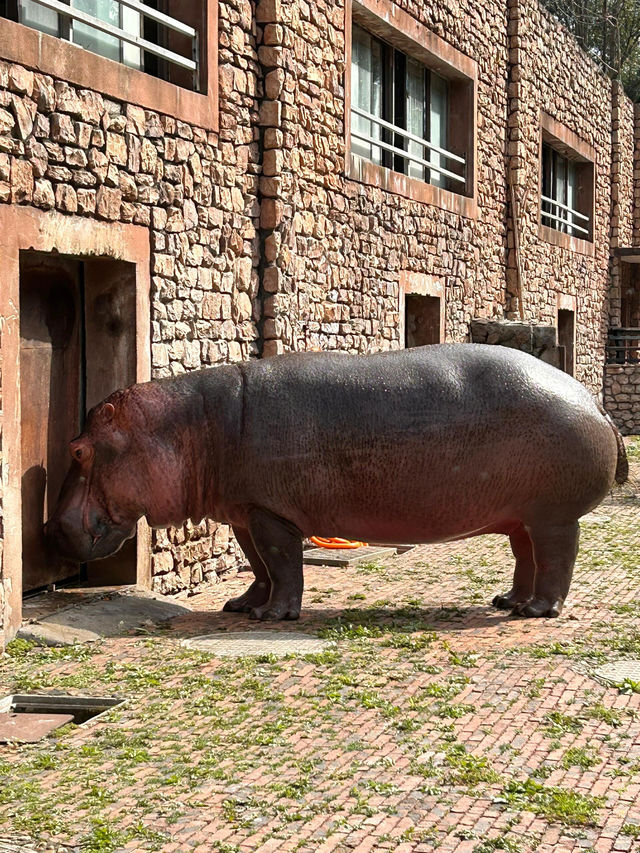 性價比攻略之長沙動物園站羊駝腦斧