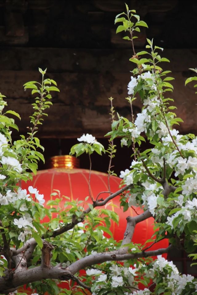 4月12日追花實況 4月12日追花實況