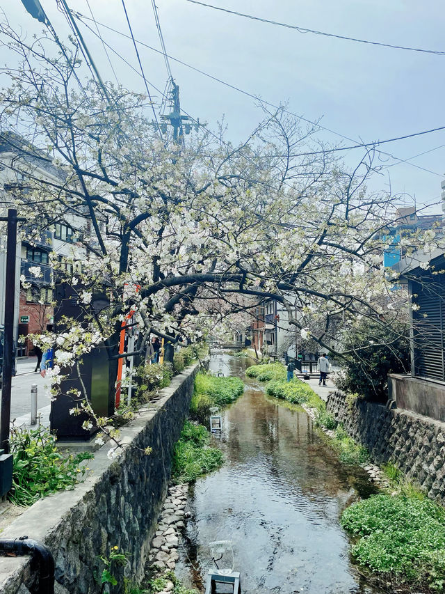 三顧京都不厌煩，各季景色映眼簾！