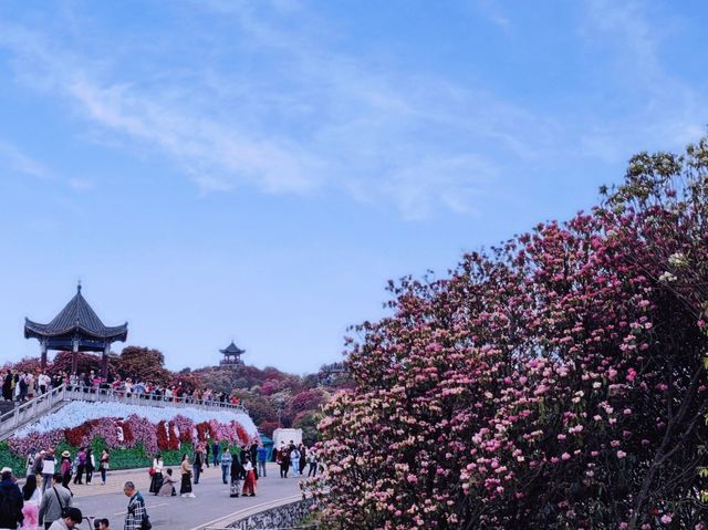 貴州畢節百里杜鹃|世界最大的天然花園 貴州畢節百里杜鹃|世界最大的天然花園