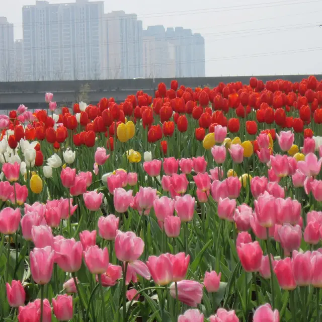 봄날 꽃구경 안내 서울 문화 공원 튤립 축제